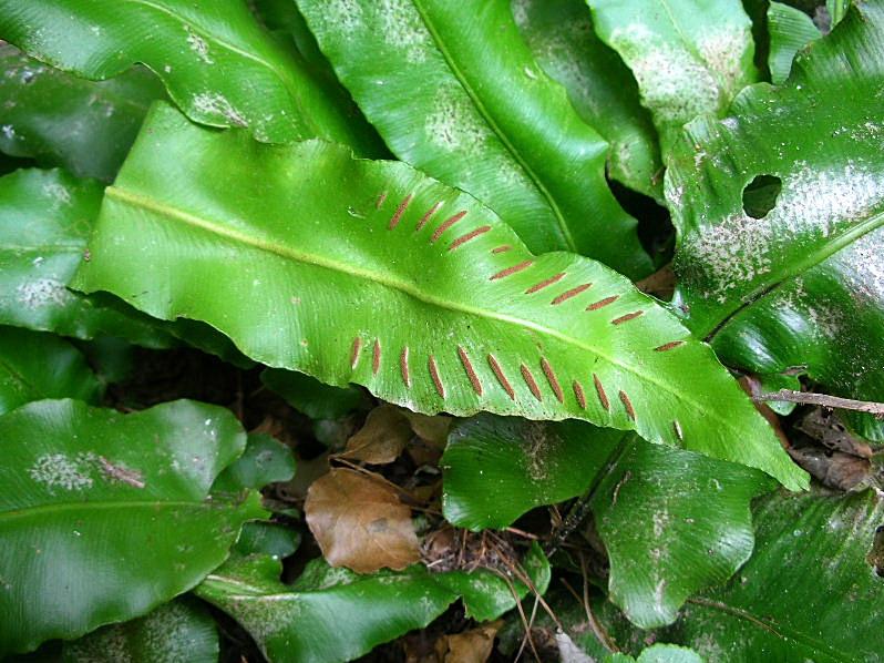 Phyllitis scolopendrium / Lingua cervina
